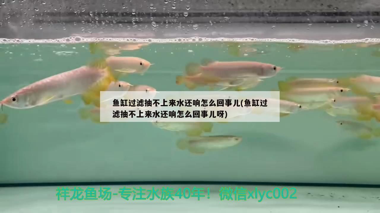 魚缸過濾抽不上來水還響怎么回事兒(魚缸過濾抽不上來水還響怎么回事兒呀)