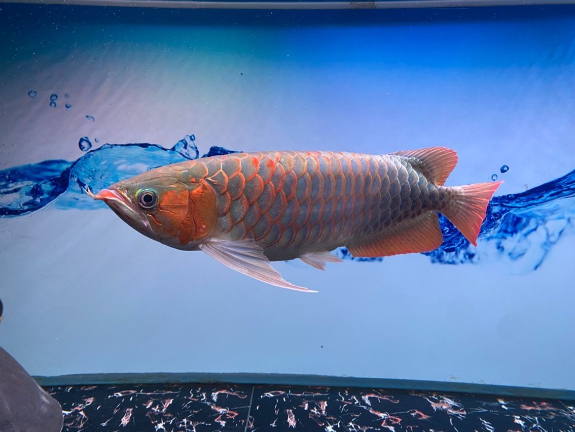 清洗濾材 清洗濾材 龍魚論壇 第3張