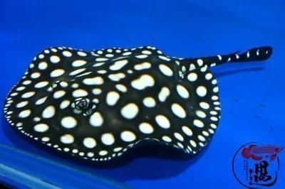 黑白皇冠魟魚點不夠白：如何改善黑白皇冠魟魚白點顏色