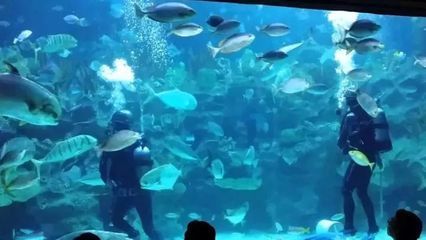 開一家水族館需要些什么東西呢視頻（開一家水族館需要準備什么）
