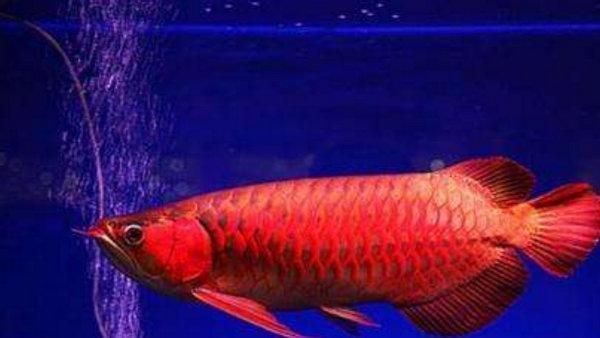 紅龍魚什么品種最好看的：幾種被認為是最漂亮的紅龍魚品種