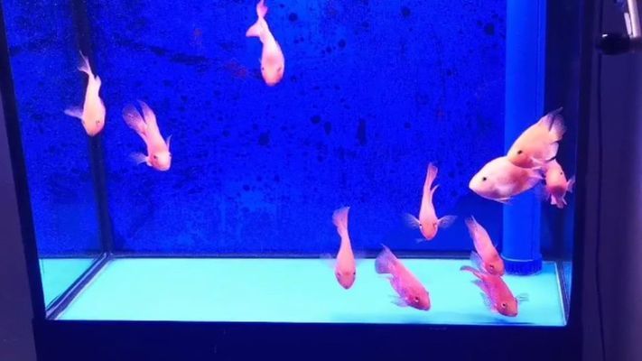 魚缸 一方水族器材怎么樣(水一方魚餐館怎么樣) 一方水族 一方水族器材怎么樣(水一方魚餐館怎么樣) 一方水族器材怎么樣(水一方魚餐館怎么樣) 一方水族