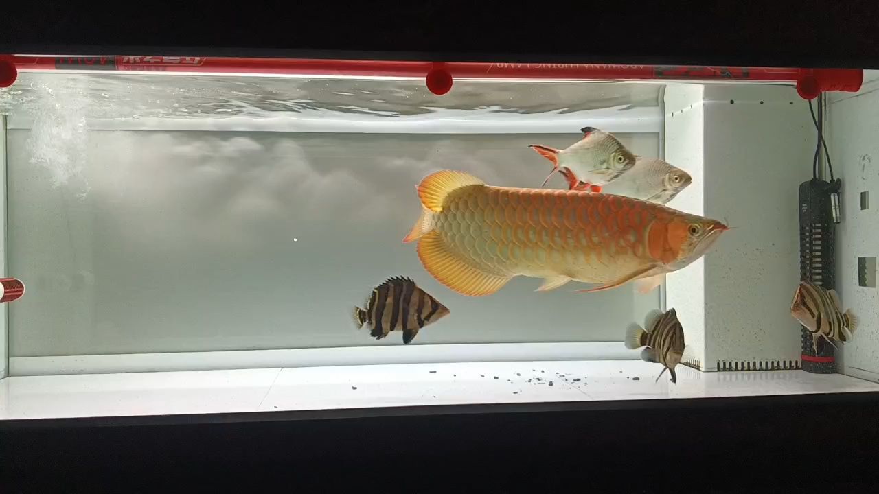 魚兒真美，像在畫里游來游去[ciya][ciya][ciya]