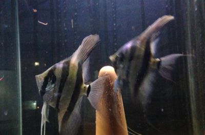 龍魚炸鱗怎么治療：龍魚炸鱗怎么辦？應(yīng)對策略與預(yù)防指南