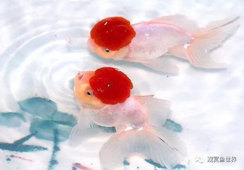 龍魚增長速度快嗎：探秘龍魚增長速度，水中貴族的成長密碼