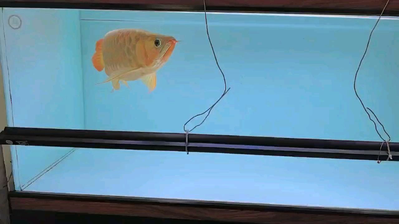 聽歌
