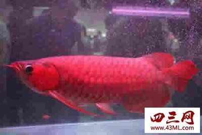 紅龍魚最大可以長到多少斤 紅龍魚最大可以長到多少斤 龍魚百科 第2張