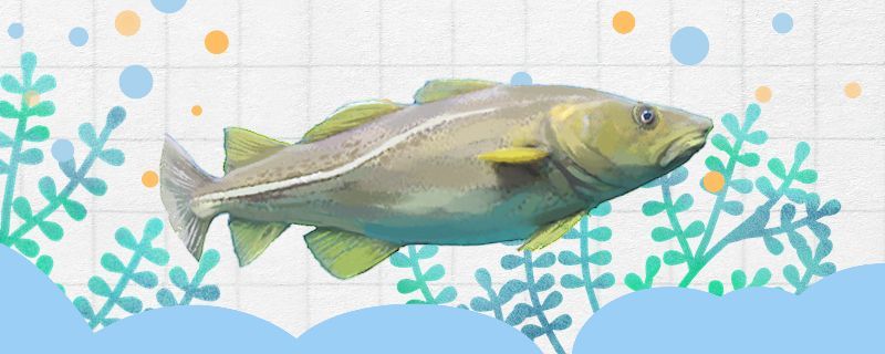 鱈魚和銀鱈魚一樣嗎有什么區(qū)別