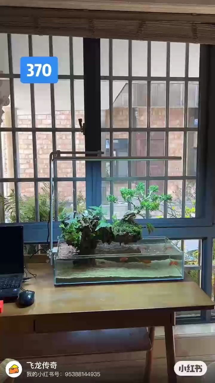 我的虎魚(yú)真菌感染了要怎么處理 靜靜的心 龍魚(yú)論壇 靜靜的心 靜靜的心 龍魚(yú)論壇