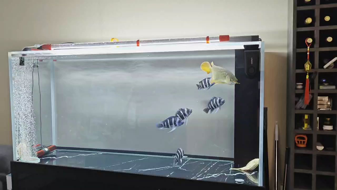 換換水曬曬魚。