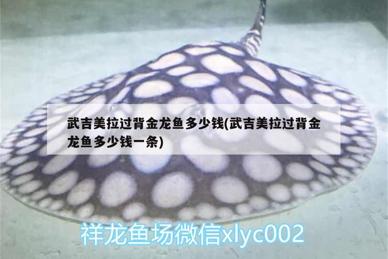 紅龍魚 武吉美拉過背金龍魚多少錢(武吉美拉過背金龍魚多少錢一條) 武吉美拉金龍魚 武吉美拉過背金龍魚多少錢(武吉美拉過背金龍魚多少錢一條) 武吉美拉過背金龍魚多少錢(武吉美拉過背金龍魚多少錢一條) 武吉美拉金龍魚