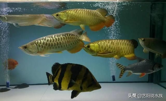 龍魚怎樣分雌雄圖片：龍魚性別之謎，探尋雌雄之分的奧秘