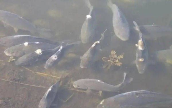 龍魚怎樣分辨品種好壞：龍魚品種優劣之辨，探尋水中貴族的品質奧秘