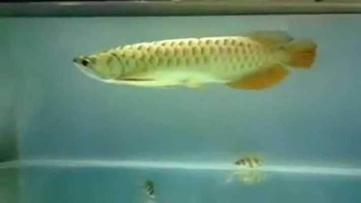 青龍魚金龍魚混養成功案例：青龍魚和金龍魚混養成功案例， 青龍魚金龍魚混養成功案例：青龍魚和金龍魚混養成功案例， 金龍魚百科 第1張