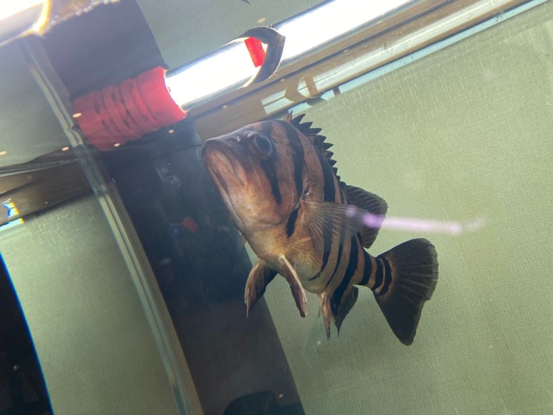 感謝贈予虎魚