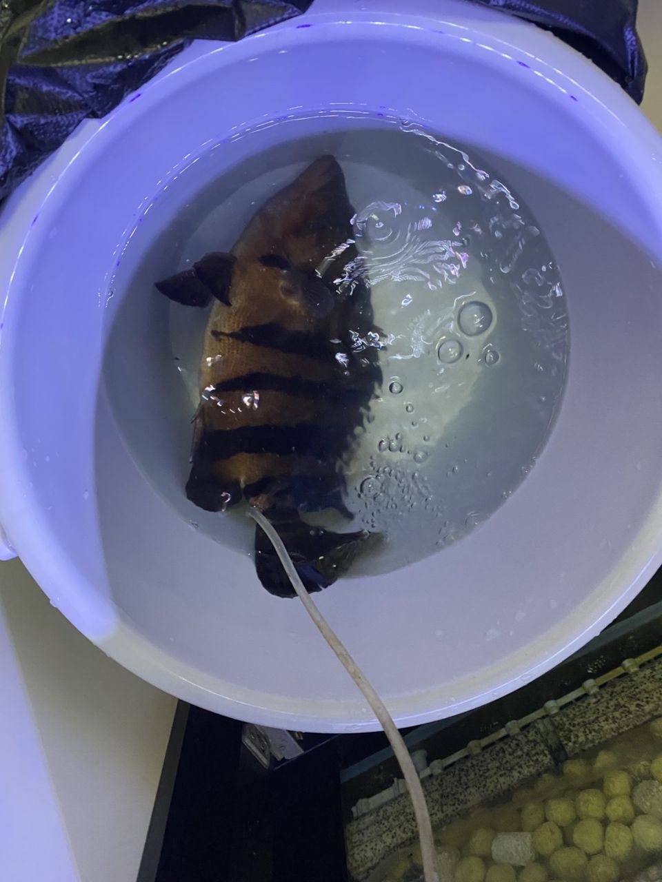感謝贈予虎魚