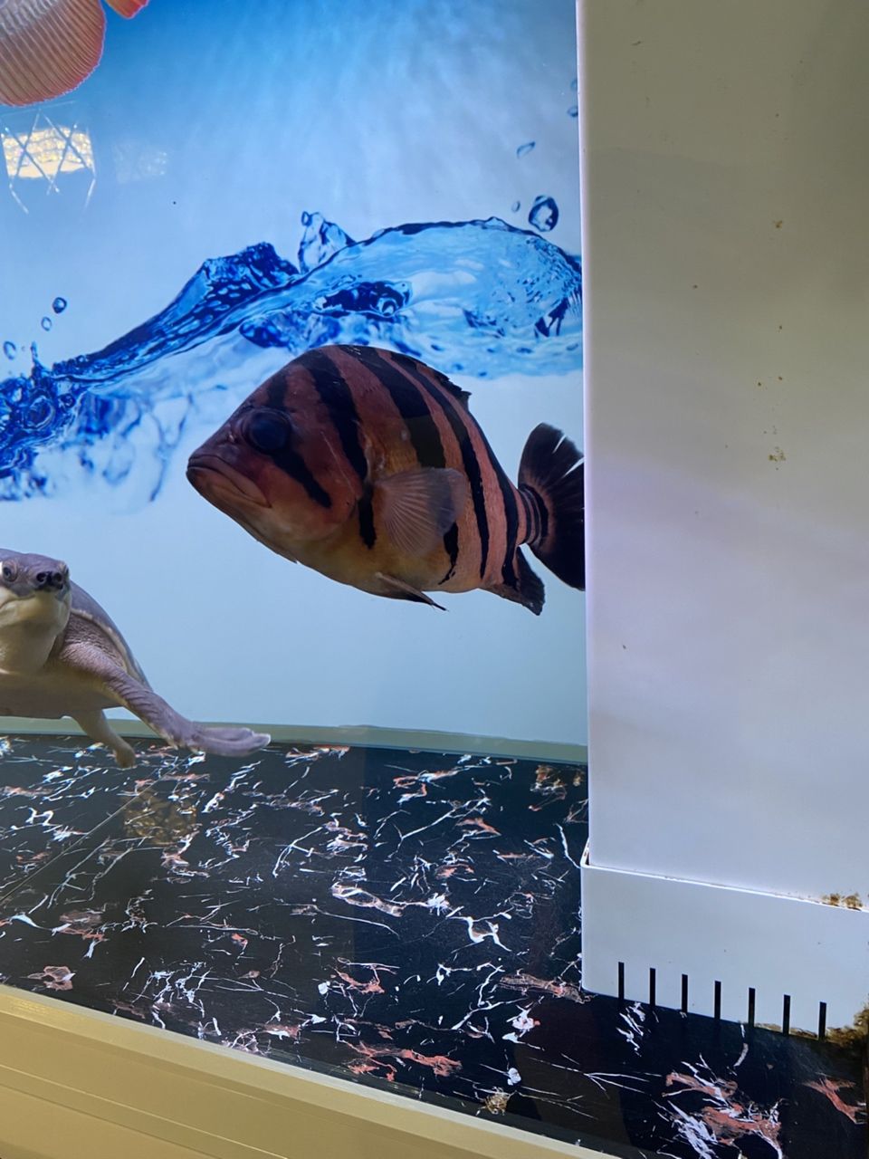 感謝贈予虎魚