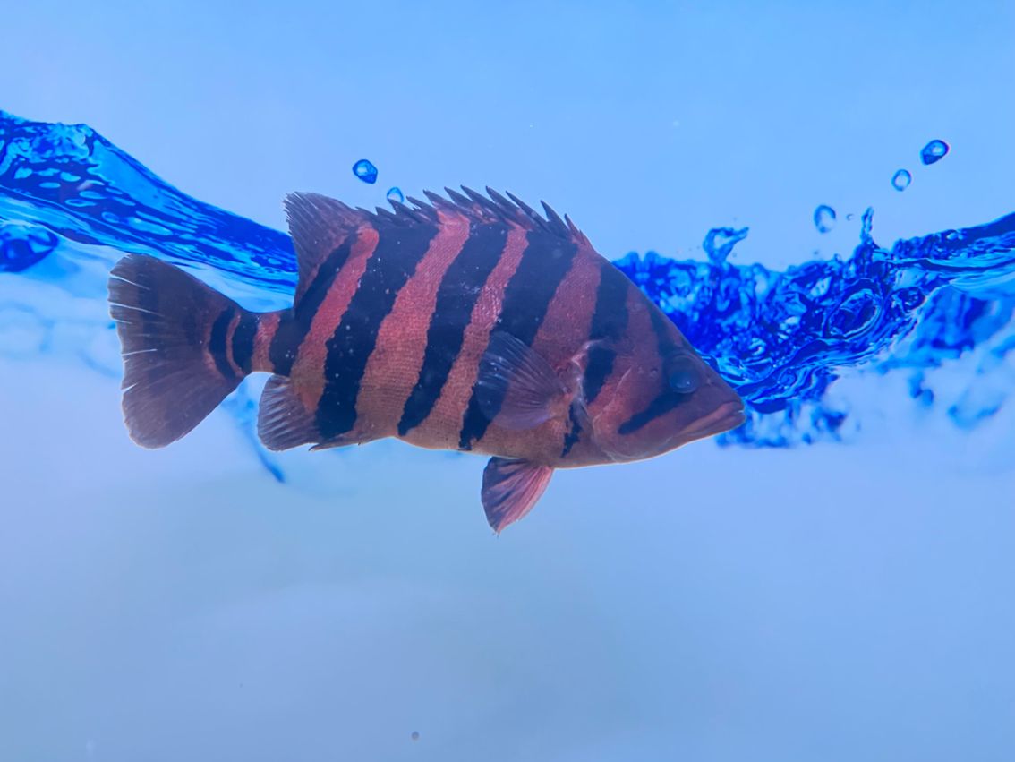感謝贈予虎魚