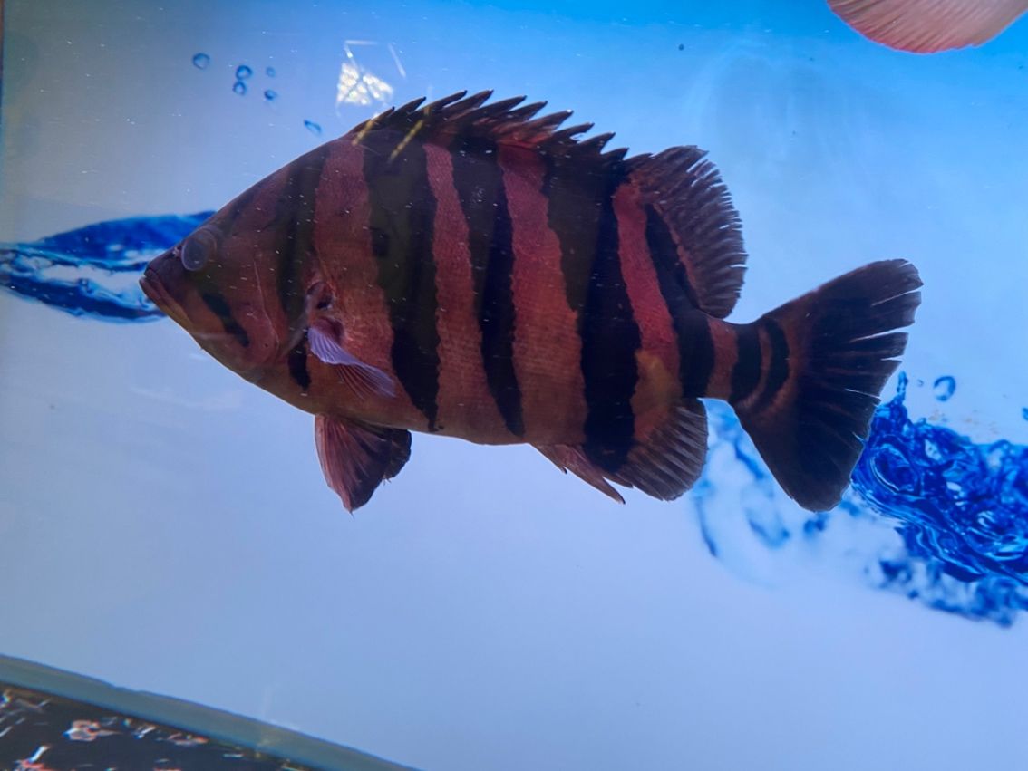 感謝贈予虎魚
