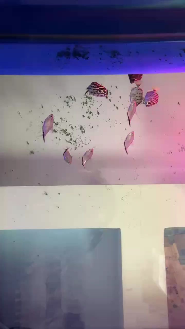 混養