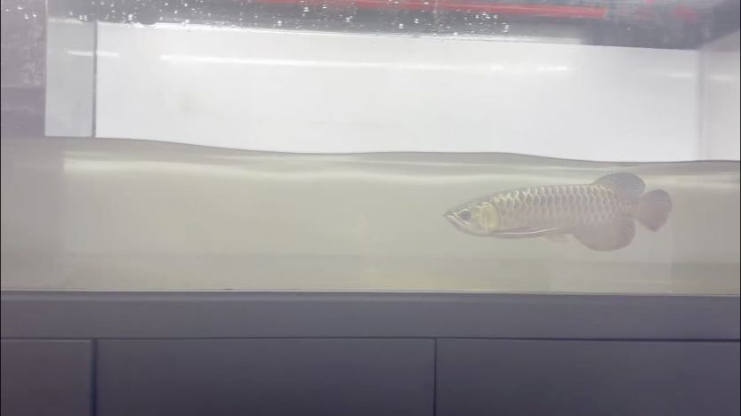 原生環境水質 原生環境水質 龍魚論壇 第1張