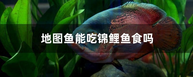 地圖魚能吃錦鯉魚食嗎 地圖魚能吃錦鯉魚食嗎 元寶鳳凰魚百科