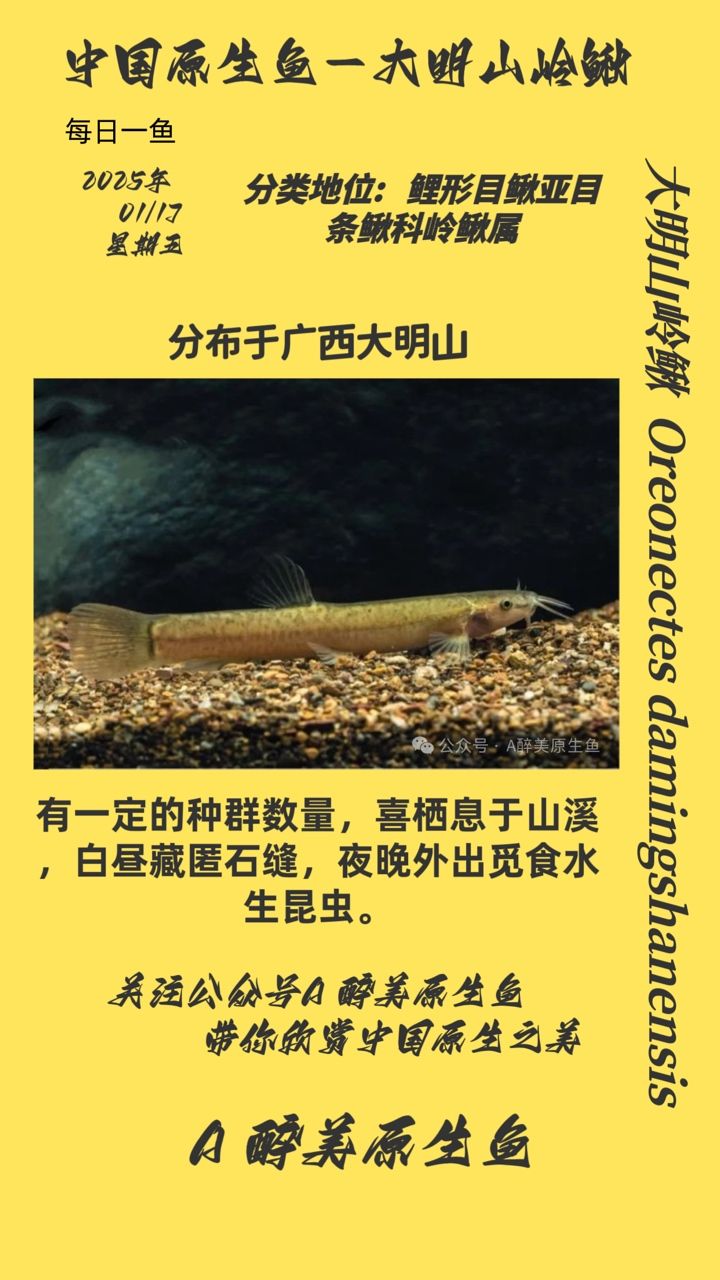 大明山嶺鰍