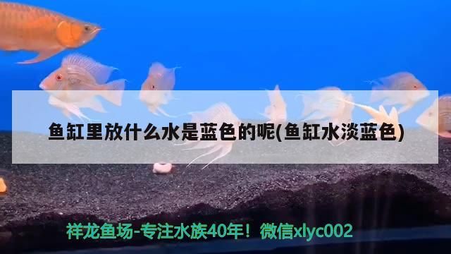 魚缸里放什么水是藍(lán)色的呢(魚缸水淡藍(lán)色)
