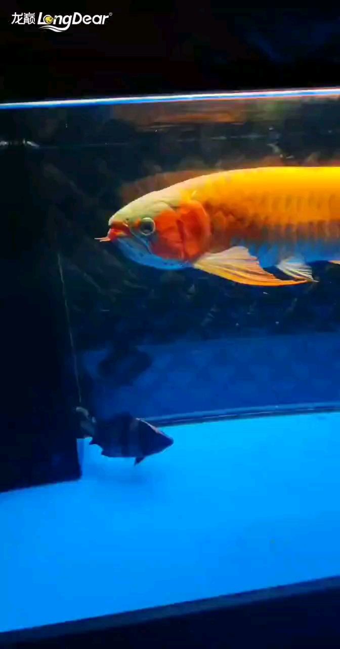紅龍魚用黃燈烤有用嗎 轉發672 龍魚論壇 轉發672 轉發672 龍魚論壇
