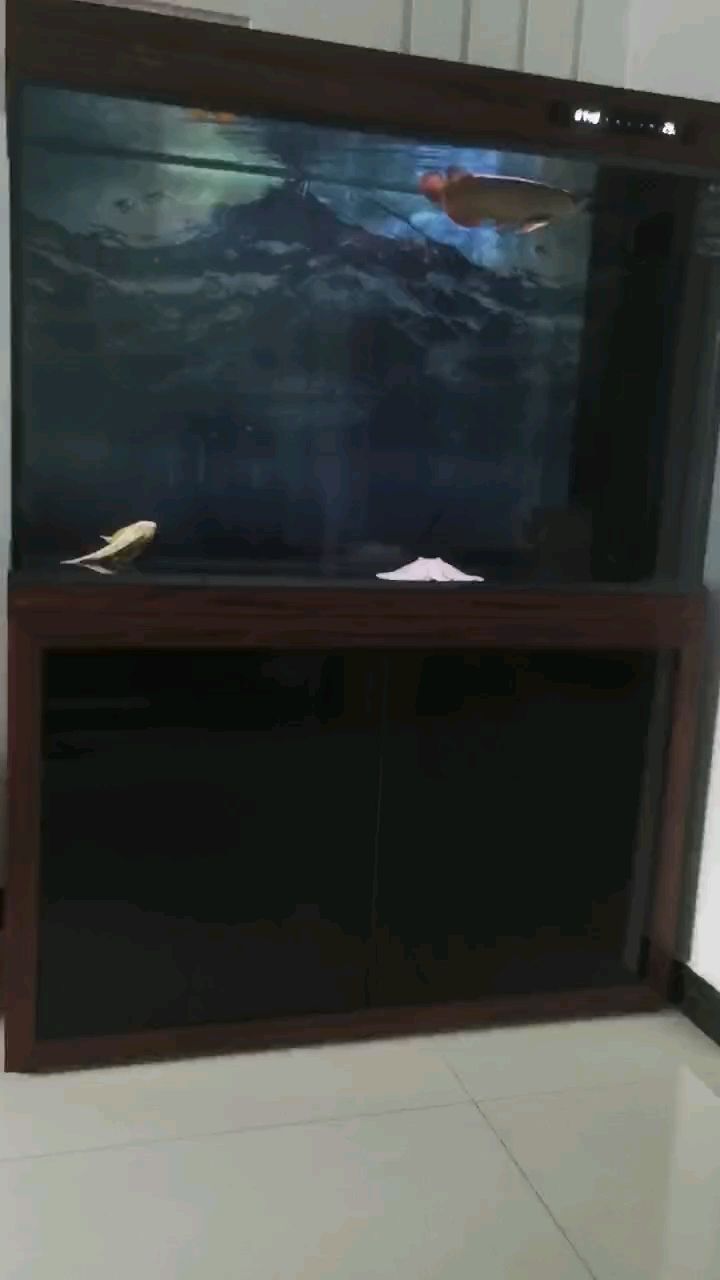 早晨魟魚狀態(tài)還可以
