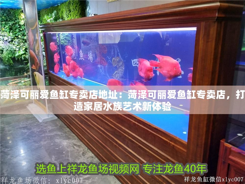 菏澤可麗愛魚缸專賣店地址：菏澤可麗愛魚缸專賣店，打造家居水族藝術新體驗