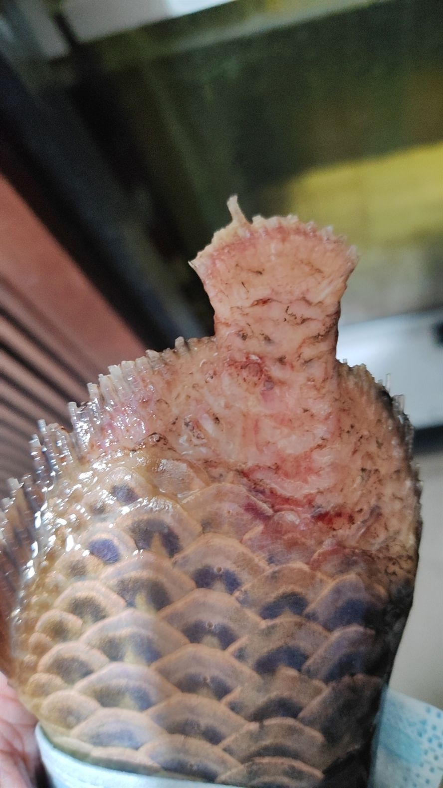 大佬們，家里金龍死了，幫忙看下原因好嗎