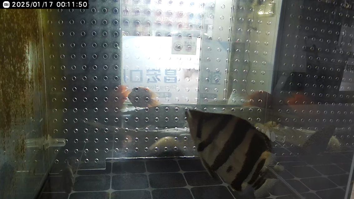 10公分買的260元三紋虎帶雜點 10公分買的260元三紋虎帶雜點 龍魚論壇 第1張