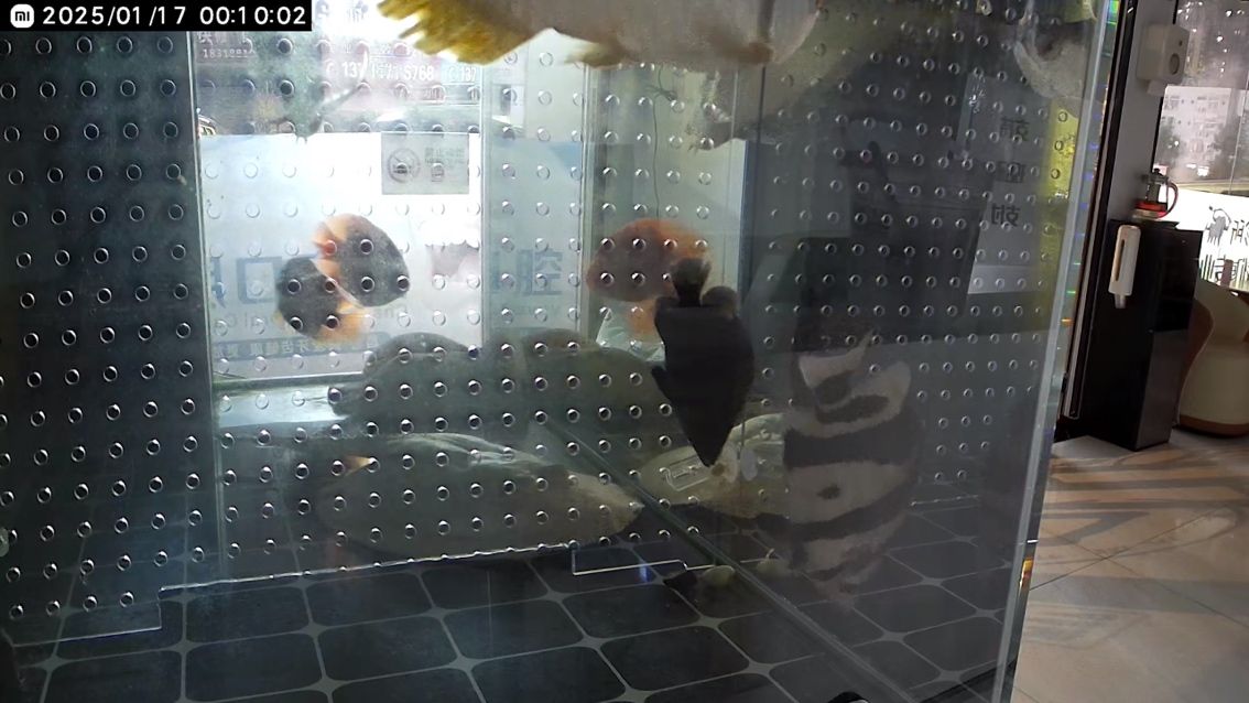 10公分買的260元三紋虎帶雜點 10公分買的260元三紋虎帶雜點 龍魚論壇 第2張