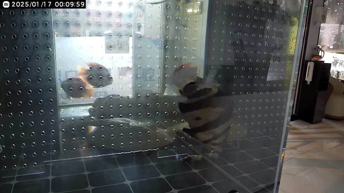 10公分買的260元三紋虎帶雜點 10公分買的260元三紋虎帶雜點 龍魚論壇 第3張