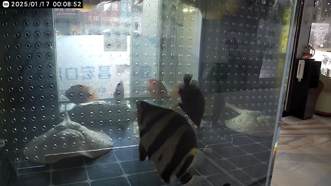 10公分買的260元三紋虎帶雜點 10公分買的260元三紋虎帶雜點 龍魚論壇 第5張