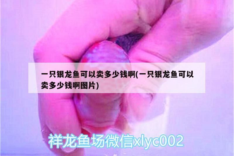 龍魚怕什么 一只銀龍魚可以賣多少錢啊(一只銀龍魚可以賣多少錢啊圖片) 銀龍魚百科 一只銀龍魚可以賣多少錢啊(一只銀龍魚可以賣多少錢啊圖片) 一只銀龍魚可以賣多少錢啊(一只銀龍魚可以賣多少錢啊圖片) 銀龍魚百科