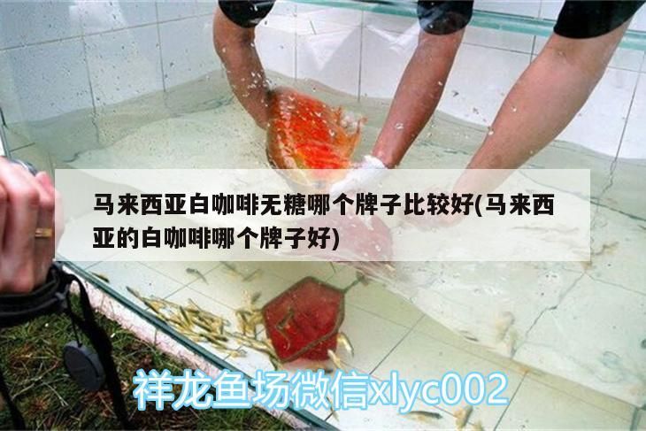 馬來西亞白咖啡無糖哪個牌子比較好(馬來西亞的白咖啡哪個牌子好)