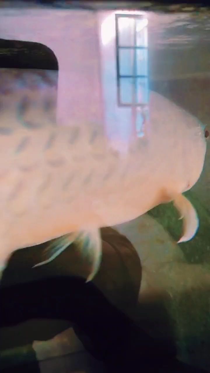 自玩的圖騰竟然和紅龍配對成功還產(chǎn)卵了，這可咋整，沒這么玩的，啥都不懂啊，