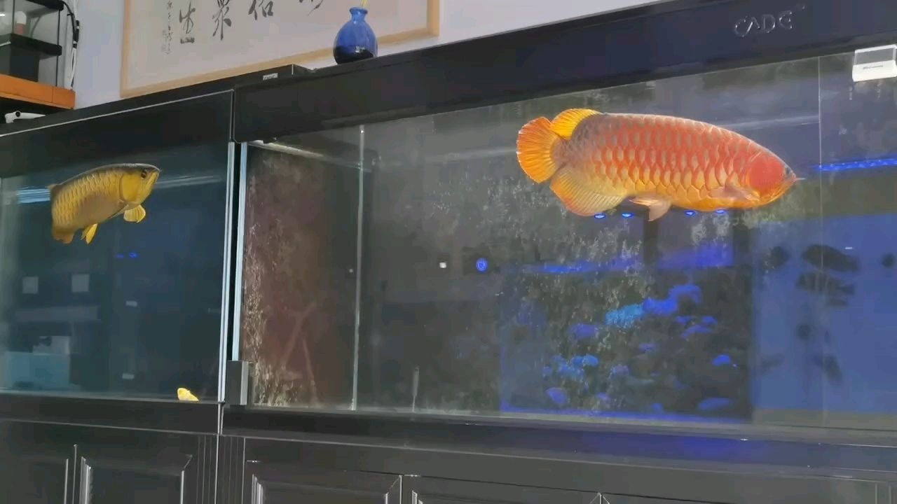 該擦缸了 該擦缸了 龍魚論壇 第1張