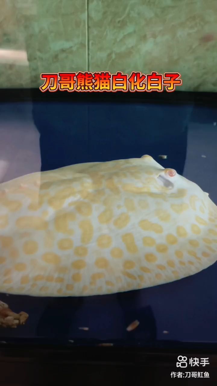 世界級白化熊貓白子種公國內僅此一條