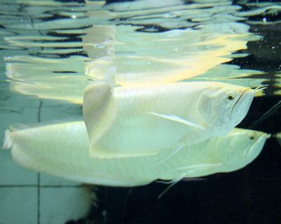 80cm魚缸可以養銀龍嗎視頻：銀龍魚的飼養技巧