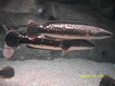 80cm魚缸可以養銀龍嗎視頻：銀龍魚的飼養技巧