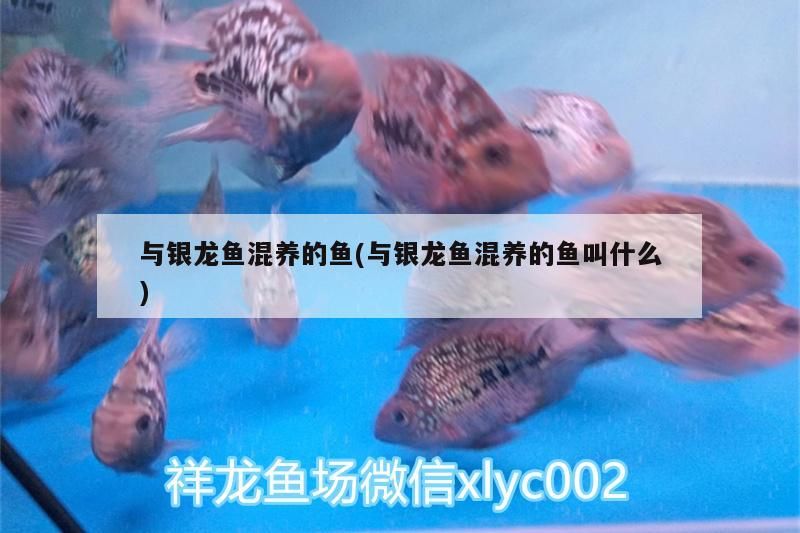 與銀龍魚混養的魚(與銀龍魚混養的魚叫什么)