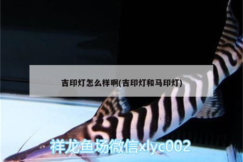 吉印燈怎么樣啊(吉印燈和馬印燈)