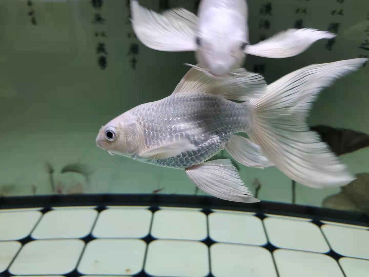 觀賞魚長途運輸后翻肚子怎么辦（觀賞魚翻肚子怎么辦） 觀賞魚長途運輸后翻肚子怎么辦（觀賞魚翻肚子怎么辦） 赤元素 第3張
