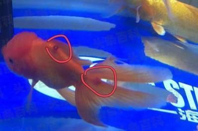 觀賞魚長途運輸后翻肚子怎么辦（觀賞魚翻肚子怎么辦） 觀賞魚長途運輸后翻肚子怎么辦（觀賞魚翻肚子怎么辦） 赤元素 第4張