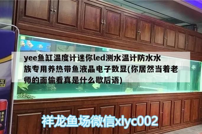 yee魚(yú)缸溫度計(jì)迷你led測(cè)水溫計(jì)防水水族專(zhuān)用養(yǎng)熱帶魚(yú)液晶電子數(shù)顯(你居然當(dāng)著老師的面偷看真是什么歇后語(yǔ))