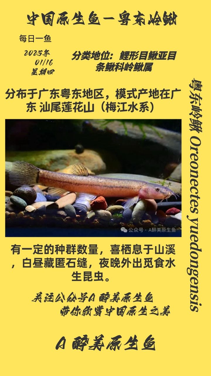 粵東嶺鰍