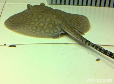 魟魚身上爛了怎么辦：\"魟魚身上爛了怎么辦\"魟魚身上爛了怎么辦
